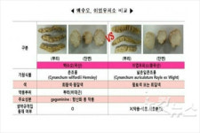 대한한의사협회 가짜 백수오, 중국 약전에도 없어