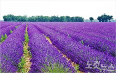 보랏빛 라벤더 바다에서 로제 와인을 마시다