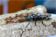 천연기념물 장수하늘소, 체계적 보존의 길을 연다