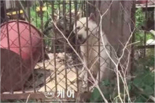 개 사체 먹여기른 개, 식용견으로 팔려나가