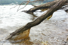 춘천 북한강에도 큰빗이끼벌레 등장