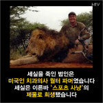 [카드뉴스] 짐바브웨 사자 세실의 슬픈 운명