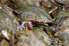 10원이라도 더 내려라…대형마트 가을 꽃게 전쟁