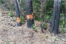 태양광발전 설치한다고 소나무 2천 그루 고사