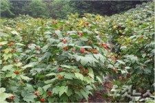 포항 장기산딸기, 검은돌장어 지리적표시단체표장 출원