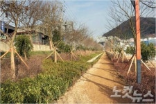 부산 사상구, 환경정화 나무 7만 그루로 악취 잡는다