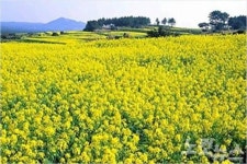 꽃향기 가득한 3월의 제주도로 혼저옵서예~