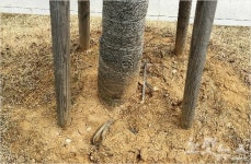 송상현 광장 가로수, 뿌리에 고무감은 채 그대로 식재