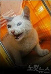 길고양이와의 공존 시도…부산서 첫 야옹이 쉼터 운영