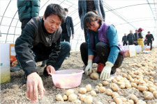 천년의 솜씨 부안해풍 노을감자 18일 첫 수확
