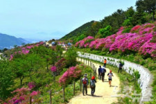 부산 봄꽃 즐기려면…부산시 아름다운 봄꽃길 10선 소개