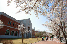 벚꽃 구경? 계명대학교로 오세요