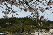 천년고도 경주 봄꽃으로 물든다