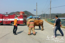 소가 도로에…축사 탈출소 거리 활보 소동
