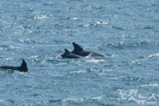 삼팔이가 낳은 돌고래 이름을 지어주세요