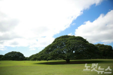 하와이의 숨은 보석 모아나루아 가든