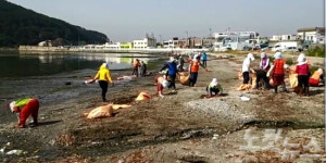 부산 다대포 해수욕장에 150m 기름띠 올라와