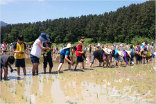 교실 벗어나 손 모내기로 배우는 함께의 소중함