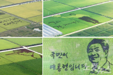 김해 봉하·전남 장성 들녘에 노짱 캐릭터 새긴다