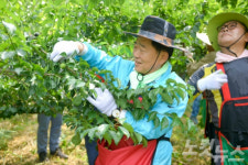 순천·광양 매실 수확 한창…출하량 감소