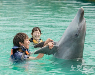 돌고래와 함께 수영하자! 모토부 겡키무라!