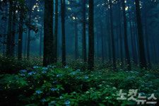 제주 사려니숲서 반딧불이 군무 만나세요