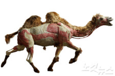 판타스틱 애니멀, 신비한 동물 몸 속을 보고 느끼자!