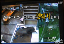 감자탕집 멧돼지 목격자 잡아먹을 듯 날뛰던 눈빛이…