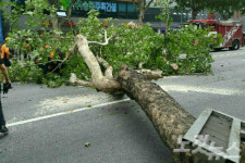 대구 중구 공평로 가로수 쓰러져 차량 통제