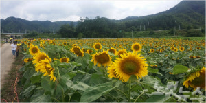 통일 꿈꾸는 백만송이 해바라기 축제 진안 배넘실마을