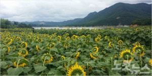 통일 꿈꾸는 백만송이 해바라기 축제 진안 배넘실마을