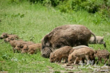 포항시 북구청, 야생동물 피해방지 특별 합동포획단 운영
