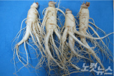 인삼 정신적 스트레스 완화 효과 입증