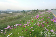 영산강변 50리길에 핀 코스모스