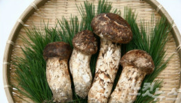 송이 맘껏 먹어볼까?…송이버섯 값 50% 하락