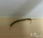 여수 호텔 투숙 지네 물린 관광객