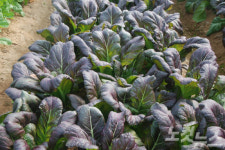 여수 돌산갓 신품종 품종보호 출원