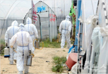 AI 떠는 농가들 아이고…곡소리만 들립니다