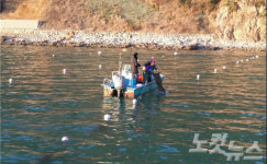 가덕도 대구 인공수정난 9억개 방류