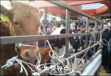 한우값 폭락해도 소비자가격 요지부동… 왜?