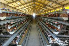 [단독] 계란 고시가 23일만에 하락…설 이후 계란값 폭락