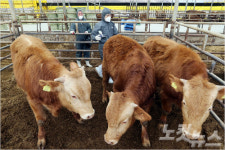 충북 보은 항체 미달 농장 수두룩…구제역 확산 우려