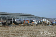 구제역이 농민 잘못이냐? 화가 치민다…쑥대밭된 연천