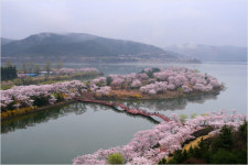 천년고도 경주 벚꽃축제로 봄의 향기 더욱 깊어진다