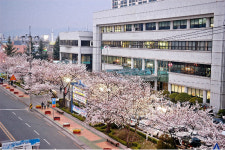 전주시, 3일부터 벚꽃로 야간개장