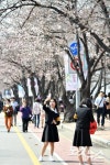 벚꽃 구경도 개성연출