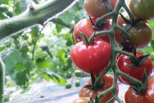 광양 연우농장, 이색 과채류 무농약 재배 고소득   