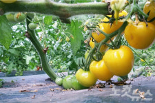 광양 연우농장, 이색 과채류 무농약 재배 고소득   