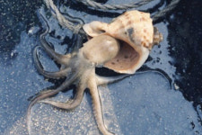 전북도, 고소득 수산자원인 주꾸미 무상방류