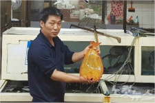 포항 구룡포서 황금 넙치 잡혀